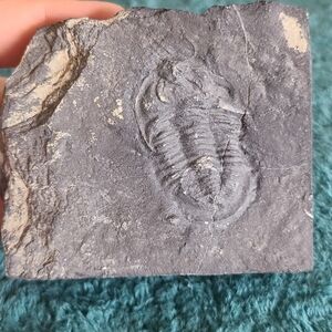 Trillobite Fossil Stone